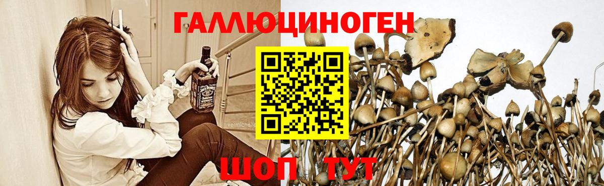 Рассказово  Галлюциногенные грибы Psilocybe  Псилоцибиновые грибы прущие грибы  Вход с VPN 